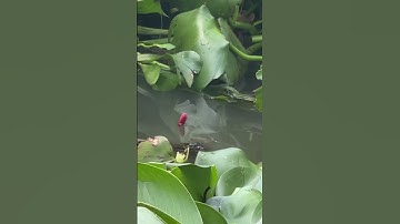 Câu cá rô đồng #fishing #shortsvideo