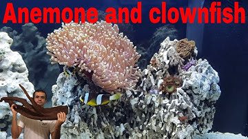 Anemone hosting clownfish