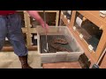 Venom extraction from Suriname Lancehead Vipers, Bothrops atrox