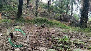Pikat ajaran kena puku14n double #pemikat #birds