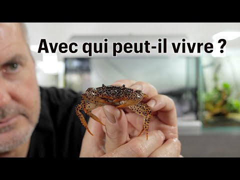 Vidéo: Comment reconnaître les crabes : 12 étapes (avec photos)
