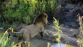 SUNKISSED sips in the WILDERNESS: Witnessing the KING OF THE SAVANNAH  quench his thirst.