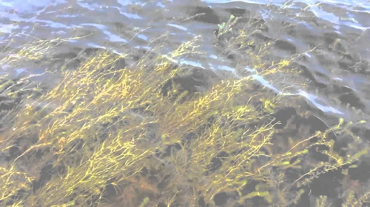 DockSide TV  "Chasing the Tail"