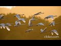Звук стаи лебедей, которые летят  обратно весной с теплых стран.The sound of a flock of swans.
