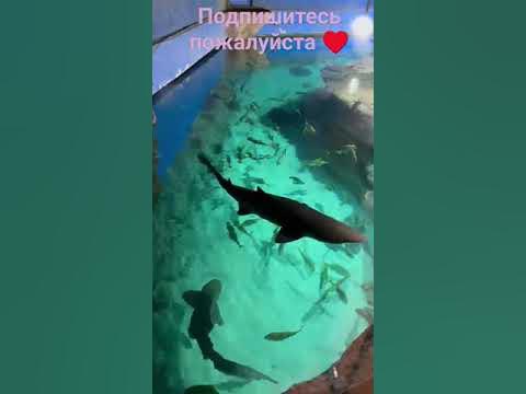 Москвариум - YouTube