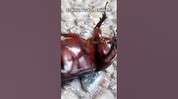 Thumbnail of BE KIND TO ALL ANIMALS! #music #song #animals