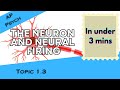 Neural Firing, Drugs, and Neurotransmitters in Under 3 mins (AP Psychology Unit 1 Topic 3) 1.3