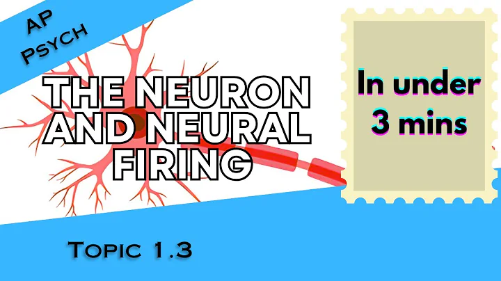 Neural Firing, Drugs, and Neurotransmitters in Under 3 mins (AP Psychology Unit 1 Topic 3) 1.3
