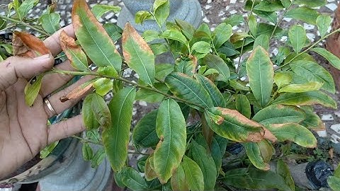 Mai dư nước có biểu hiện như thế nào và cách nhận biết trên lá mai