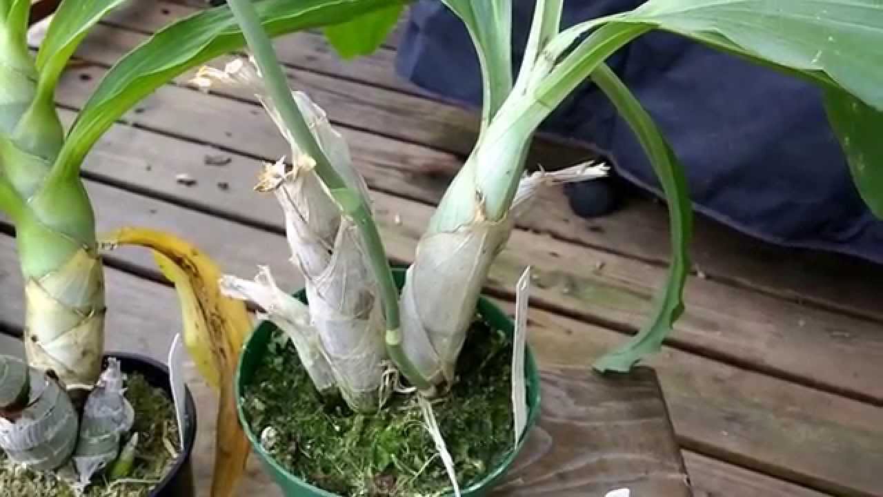 Catasetinae orchids stages of growth