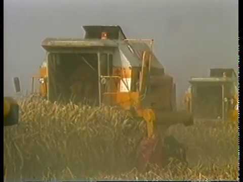 Videó: Kukorica
