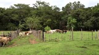 Cattle Farm in Panama - Finca Ganadera en Panamá
