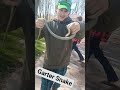 Big Garter Snake I found