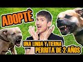 ADOPTÉ UNA PERRA PITBULL DE 2 AÑOS Y ESTO PASÓ /STORYTIME