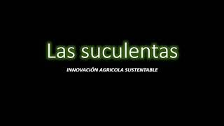Proyecto de Suculentas