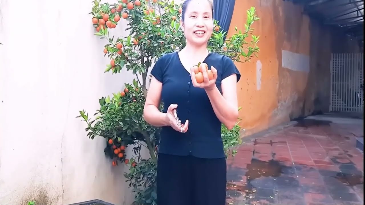 PHẦN 1: CÁCH CẮT TỈA CÀNH QUẤT KHI HẾT TẾT NHÀ NGÂN HÀ