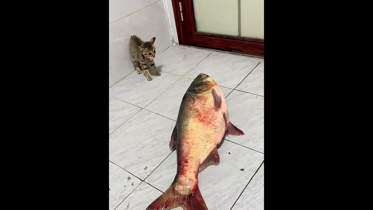 Funny cat videos | Try not to laugh | Cat videos Compilation