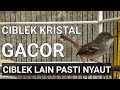 Ciblek kristal gacor cocok buat mancing emosi