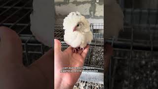 Prepelițele Giganta Polar la 4 saptamani!