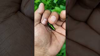 Smaller shiny jewel beetle [building wooden log cabins in forest🌳🥰survival House Step by Step] #bug