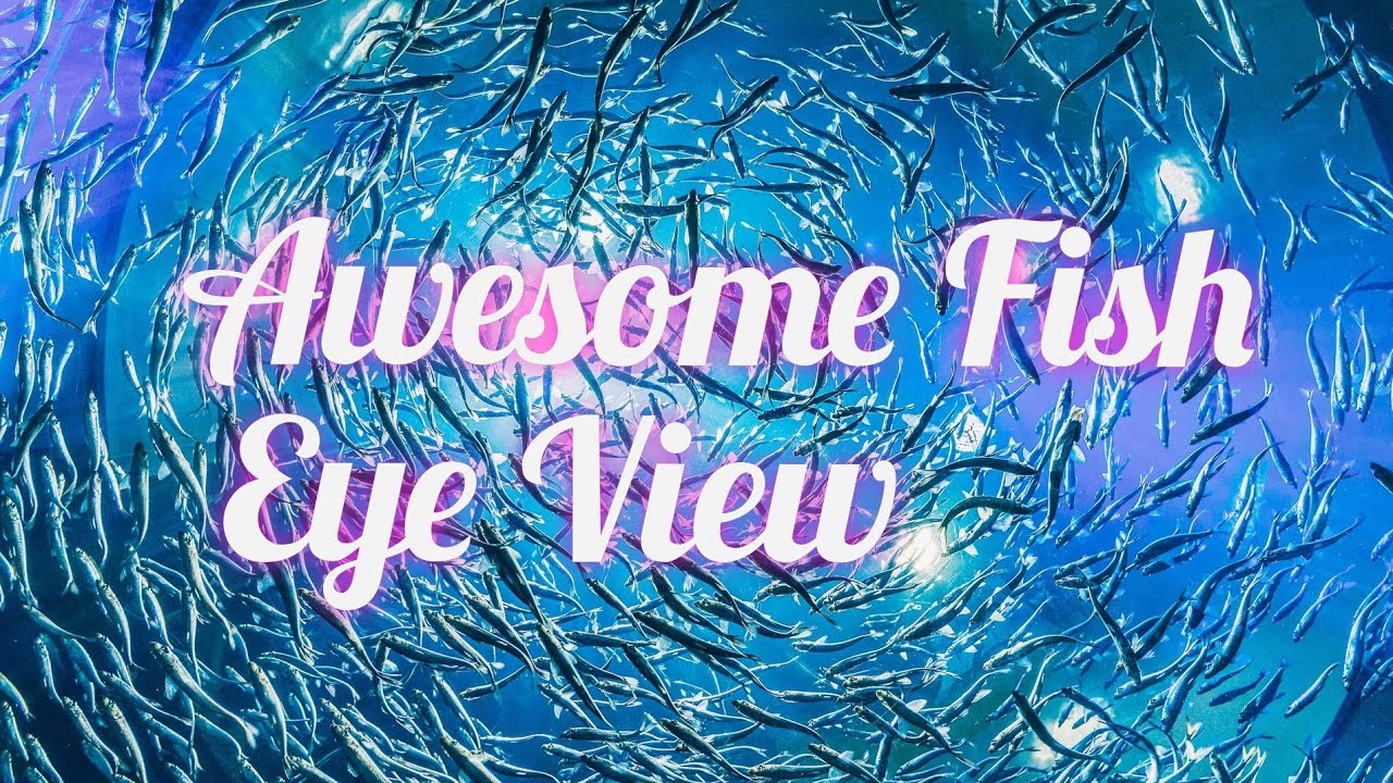 Most beautiful fish eye view - deep ocean view - beautiful fish in ...