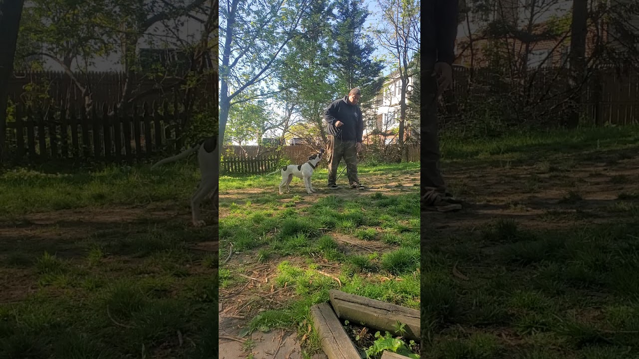 Flirt pole session with Jackal