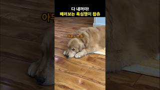 다 내꺼야 귀엽게 째려보는 욕심많은 댕댕이