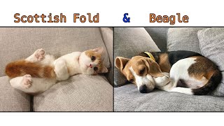แมวกับหมา | สุนัขบีเกิ้ล กับ แมวสก็อตติชโฟลด์ Scottish Fold Cat and Beagle Dog by Scottish Fold Cat * Amber * 157 views 5 months ago 2 minutes, 34 seconds