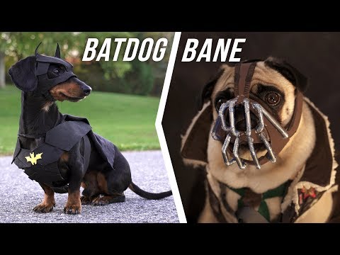 ep-#6:-batdog-vs.-bane---(cute-dachshund-&-pug-in-funny-dog-video)