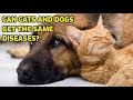 Can Cats And Dogs Make Each Other Sick?