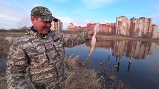 Как пережить короно-вирусную эпидемию.  Ухожу на рыбный коронтин.