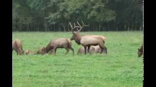 Elk