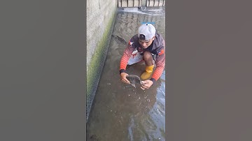 Cá Lớn - bắt Cá Rô Phi dễ dàng 🤩 #khacthuyvlogg