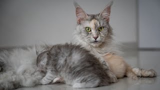 Tender Maine Coon mom | Twominute  ultimate stress reliever