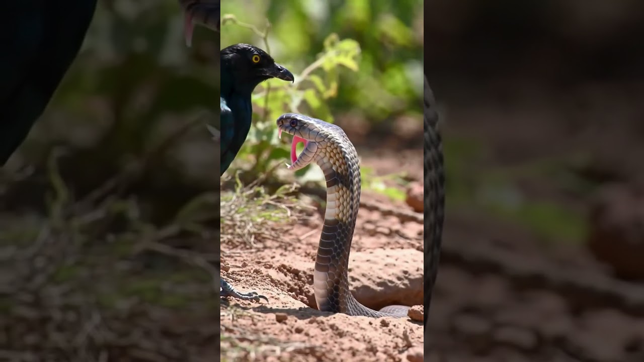Greater Coucal Defies Cobra’s Deadly Strike!