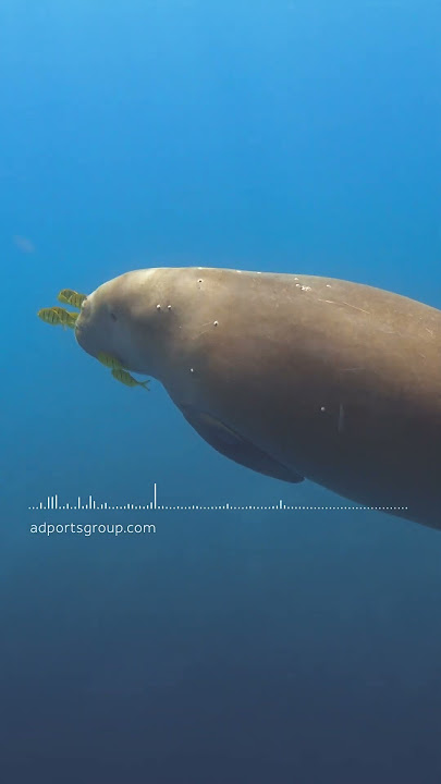 Meet the gentle giants of the Arabian Gulf