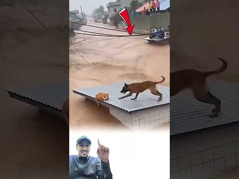 حين يكون الله معك يرسل لك من لا تتوقعه ليكون جسرا لنجاتك وسط الطوفان 