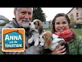 Beagle | Information für Kinder | Anna und die Haustiere