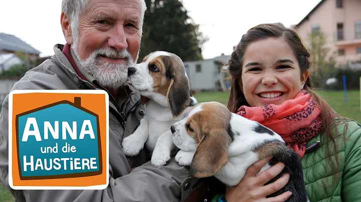 Beagle | Information fr Kinder | Anna und die Haus...