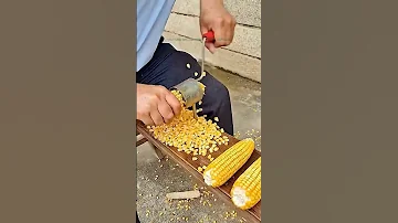 Como desgranar un maíz elote de manera facíl