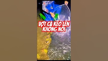 Nhìn Vợt 1 Phát Cá Ăn Cả Tháng #annguyễnvlogs #anuong #fishing #mientay #travel