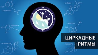 Циркадные ритмы. Что это? Почему это важно? Как влияет на самочувствие и здоровье?