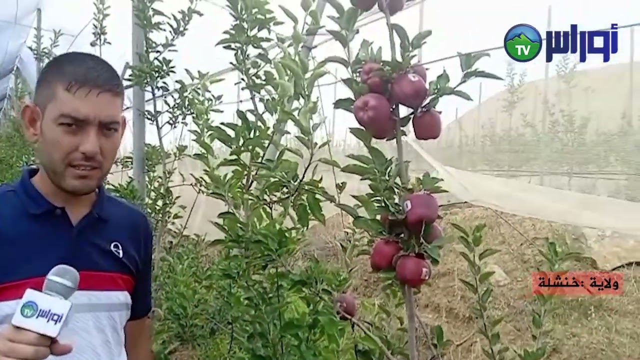 مزرعة مستثمر ببلدية لمصارة دائرة بوحمامة ولاية خنشلة