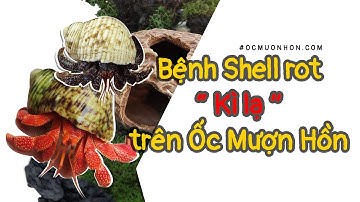 Bệnh Shell rot trên ốc mượn hồn| Cách nuôi ốc mượn hồn hiệu quả cùng Ốc Mượn Hồn Thanh Xuân #short