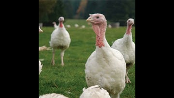 Protecting poultry and battling bird flu