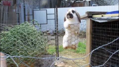 what rabbit proof fence (2)