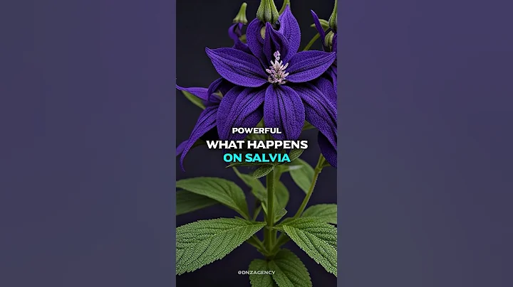 What Happens On Salvia? #interesting