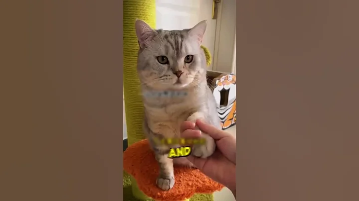 Video 11888611: cat funny pets, cat house