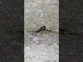 Weaver ant vs termite| termite swarm