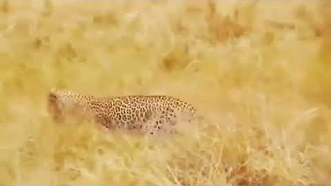 OMG! Capuchin Monkey Save Mouse From Banded Krait Snake Hunt | Amazing Python vs Big Cat